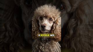 The Top 5 Poodle Mix Breeds [upl. by Hairakcaz]