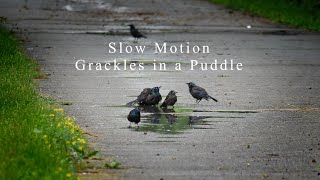 Grackles in a PuddleSlow Motion [upl. by Odel]