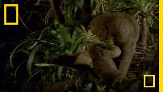 What In the World Is a Kinkajou  National Geographic [upl. by Anialeh432]