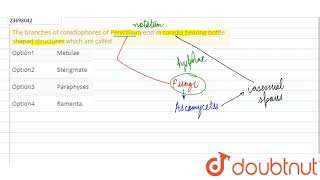 The branches of conidiophores of Penicillium end in conidia bearing bottle [upl. by Ephrem]