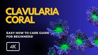 All About Clavularia Coral Clavularia spp Care Growth and Tips for Your Reef Tank [upl. by Shaff629]