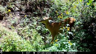 Mule deer doe guzzling water at spring [upl. by Coke884]