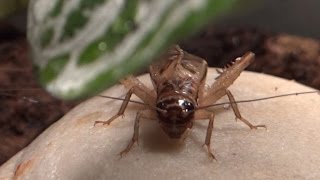 Adult male house cricket chirping [upl. by Bertle]