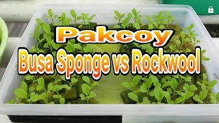 Semai pakcoy media Busa vs Rockwool [upl. by Osanna]