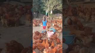 Rural children novice chicken farmers rural freerange chickens freerange chickens 182 [upl. by Messab]