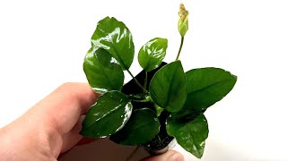 Pollination and Fertilization of Aroid Flowers 🌱 Anubias Seeds [upl. by Zullo]