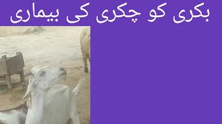 Gid disease in goat l sheep l chakri ki beemari l Dr Shahzad Drishak [upl. by Onfroi]