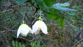 CLEMÁTIDE Clematis cirrhosa wwwriomoroscom [upl. by Georgy]