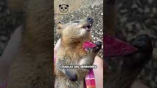 The Happiest Animal On Earth Quokkas 🦘 [upl. by Leiso773]