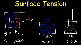 Surface Tension of Water Capillary Action Cohesive and Adhesive Forces  Work amp Potential Energy [upl. by Aitetel]