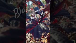 Summer Wine Black Ninebark Shines in Fall Short 🎶🍷 gardenplants gardening plants shorts [upl. by Ellen261]