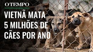 Após sacrificar 20 mil cachorros para serem comidos homem salva 40 deles no Vietnã [upl. by Nayra]