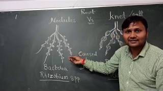 Root Knot Vs Root Nodules [upl. by Braswell]