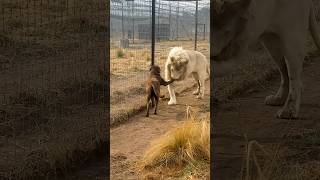 Die stärksten Hunde der Welt 😳 shorts [upl. by Nolyar]