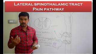 Lateral spinothalamic tract Pain pathway Ascending tracts Anatomy amp physiology simplified [upl. by Orfield]