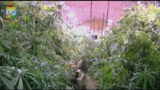 7000 m2 de plantations de cannabis dans les soussols de Rome [upl. by Sudnac]