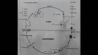 Life cycle of Ancylostoma and Necator nematode [upl. by Aicissej207]