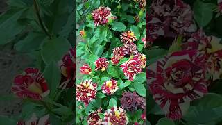 Beautiful black tiger rose flowers garden relaxingmusic nature [upl. by Ashford86]