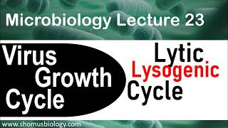 Lytic cycle and lysogenic cycle of bacteriophage  virology lecture 5 [upl. by Eaver]