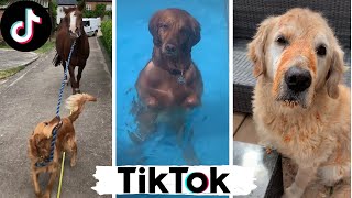 Funny Dogs of TikTok Compilation  Doggos Doing Funny Things TIK TOK  2020 [upl. by Bowen]