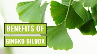 5 Possible Benefits of Ginkgo Biloba [upl. by Seavey]