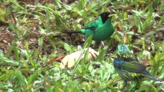 tanagers feeding [upl. by Broderick878]