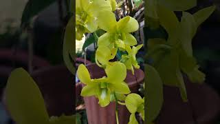 Yellow orchid flowernature relaxingmusic shortsfeed usa naturelovers flowers [upl. by Ahcirt]