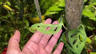 Monstera adansonii PlantBroken plant Swiss Cheese Plant CareGardening Tips By Aryan [upl. by Oab67]