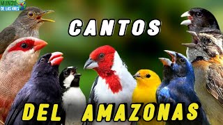 ¡Descubre 10 CANTOS DE AVES DEL AMAZONAS Más Bonitos [upl. by Merissa]