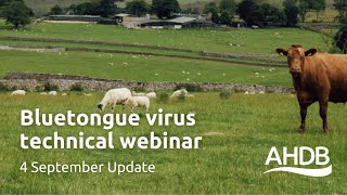 Bluetongue Virus – 4th September Update  AHDB Webinar [upl. by Esiole188]