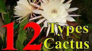 Cactus Plants  12 Types of Cactus you can Grow at Home [upl. by Freud]