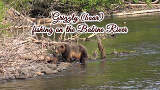 Grizzly boar fishing on the Babine River [upl. by Ynaitirb]