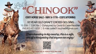 Chinook Lot 1 Cody Horse Sale [upl. by Attennek]