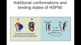 Hsp90 [upl. by Shear]