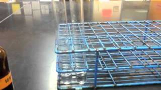 Lab Protocol  Starch Detection Assay Unit 4 Macromolecules [upl. by Ellainad]