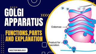 Golgi Apparatus or Golgi complex in urdu hindi and English Golgi vesicles [upl. by Ahmad]