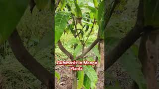 Gummosis in Mango Plants [upl. by Aerdua]