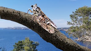 Zikaden Geräusche  Zikade im Pinienwald  Naturgeräusche ohne Musik [upl. by Anatole]