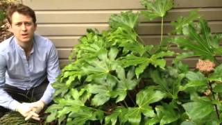 Plant ID guide  How to care for Fatsia Japonica [upl. by Tillion]