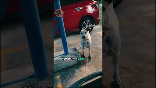 Dog brings money for food shorts dogshorts [upl. by Jaffe]