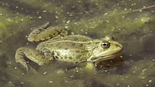 Frosch Geräusch  Frösche quaken im Teich  4k Video [upl. by Ariaes]