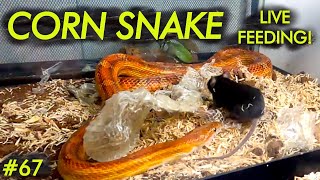 LIVE FEEDING  Corn Snake ASSASSINATES Two Mice in a Row [upl. by Riaj]