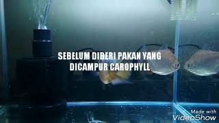 SEBELUM amp SESUDAH PEMBERIAN CAROPHYLL KE IKAN LOUHAN [upl. by Miran]