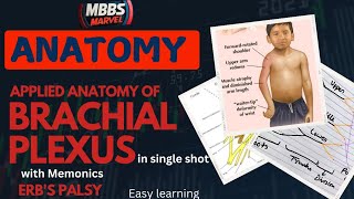 Brachial Plexus applied anatomy । Erbs palsy। MBBS Marvel [upl. by Akimahs391]