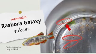 Hodowla i rozmnażanie Rasbora Galaxy  Niebiański Danio Perłowy  Danio Margaritatus [upl. by Hoang]