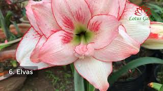 9 beautiful amaryllis  Hippeastrum varieties you should collect [upl. by Enahpets365]