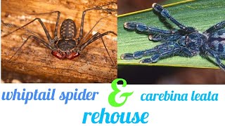 Whiptail spider and caribena leata rehouse [upl. by Killie]