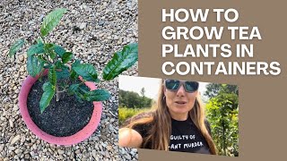 Growing Tea Plants in a container  Great container plant tips too [upl. by Anitan726]