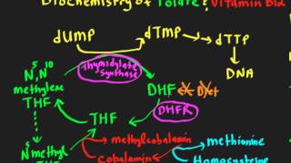 Schneid Guide to Megaloblastic Anemiasmp4 [upl. by Aleak]