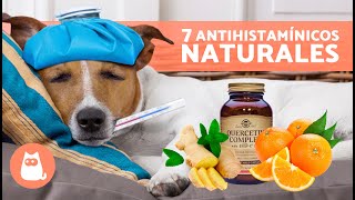 7 REMEDIOS CASEROS para la ALERGIA en PERROS 🐶✅ Antihistamínicos Naturales [upl. by Ruthann]